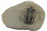 Short-Fork Walliserops Hammi Trilobite - Foum Zguid, Morocco #350488-2